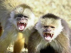 White-Fronted Capuchin Monkeys, Briceno, Columbia